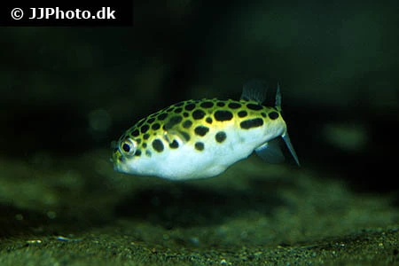 Grønplettet kuglefisk (Tetraodon Nigroviridis)